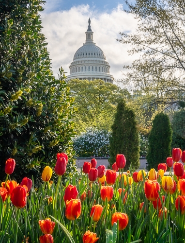 Marie_Joabar_Capitol_w_tulips-