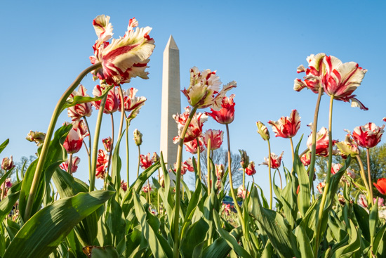 M.Joabar_Tulips_Monument-6199_