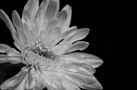 Beth_Haubach_52_Project