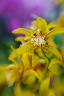 Hilz_lensbaby_flower_copy