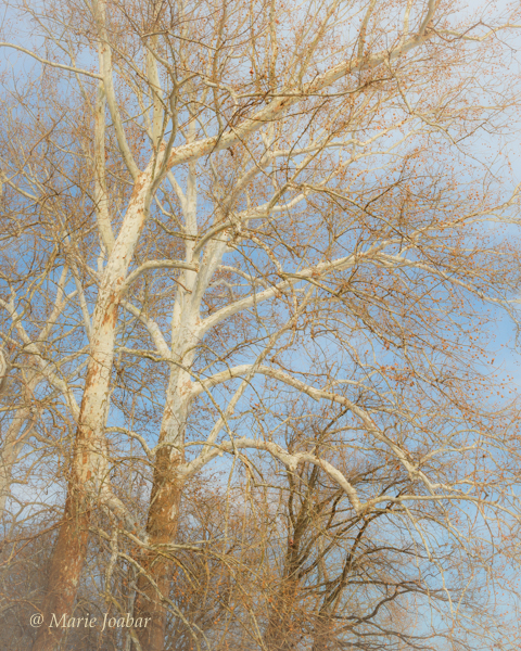 Joabar-Tree_-_1
