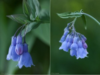 VA_Bluebells_Tim_Cooper_SZ