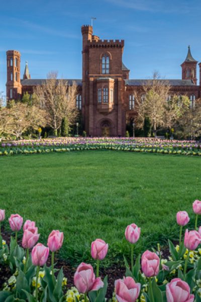 Marie_Joabar_Smithsonian_3372_f20_15mm- Flower photography showing tulips at the Smithsonian Museum Enid Haupt Gardens in spring.